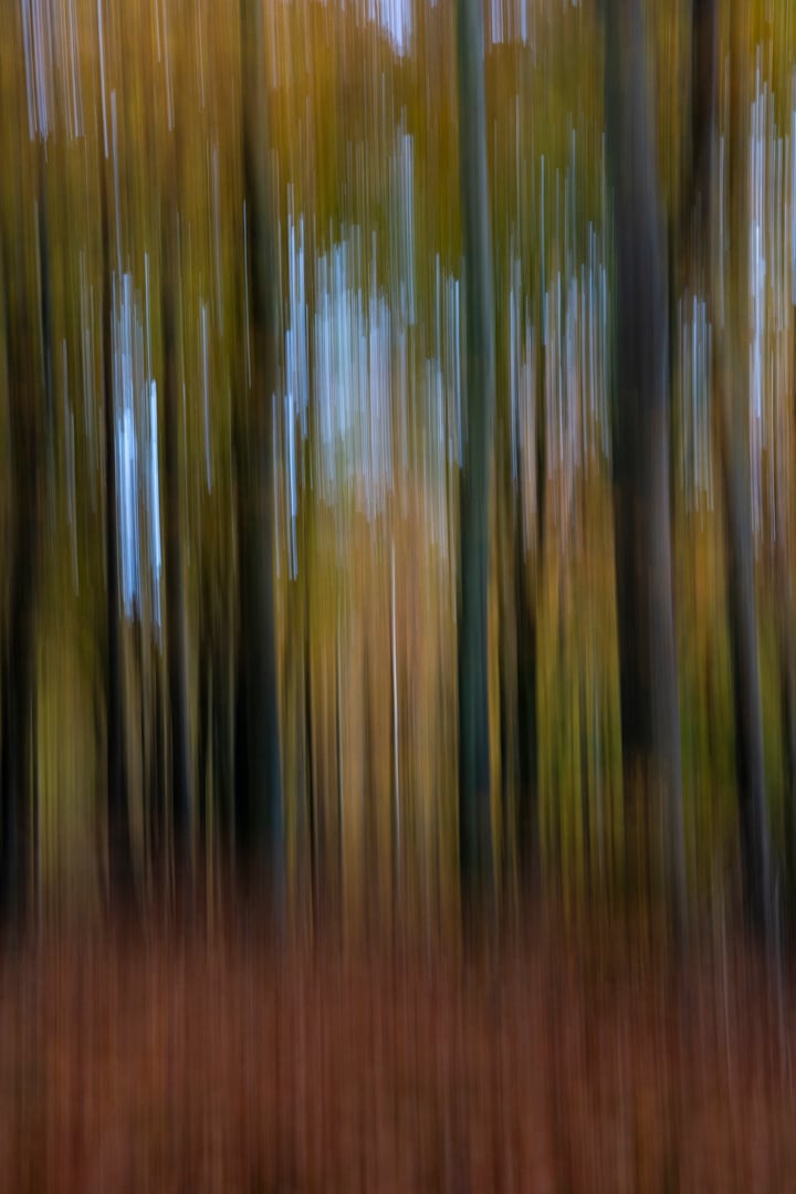 Marselisborg Skov III